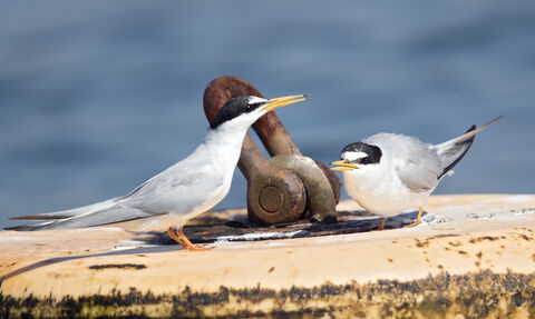 Little Tern Project | Dorset Wildlife Trust